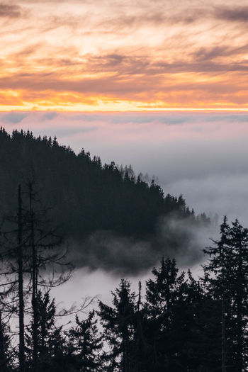 Silhouette trees in forest against sky during sunset