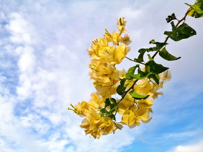 Yellow bougainvillea againts the cloudy sky