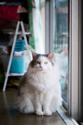 White cat sitting beside sliding glass door looking at camera
