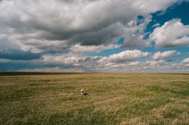 View from a ranch on the plains of eastern colorado, dog running on prairie