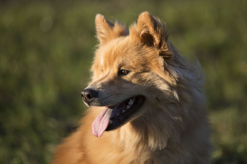 Portrait of an eurasian dog outdoors in autumn