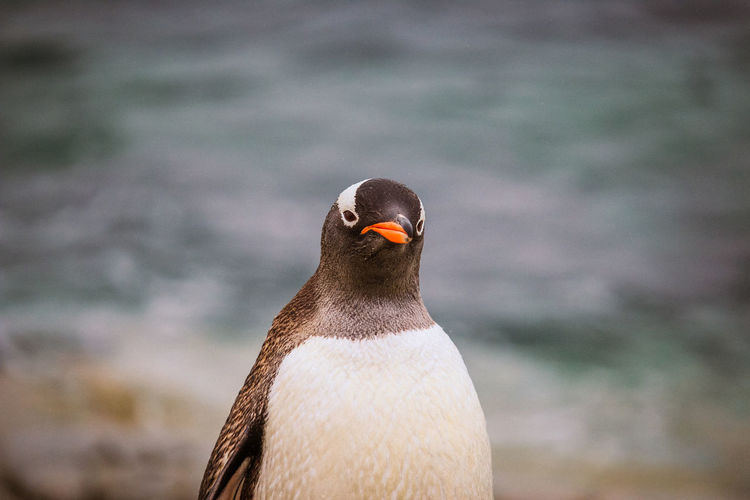 Close-up portrait of penguin 
