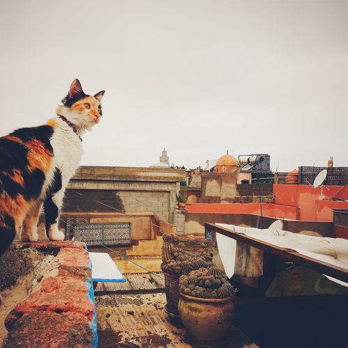 Cat sitting against sky
