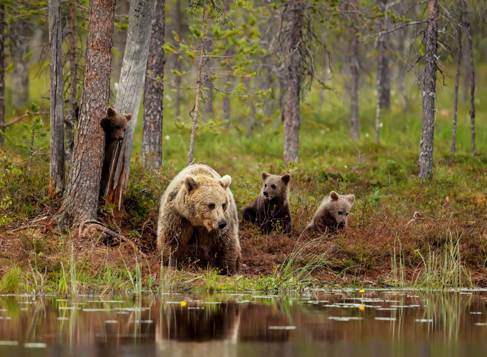 Bear family by lake in forest
