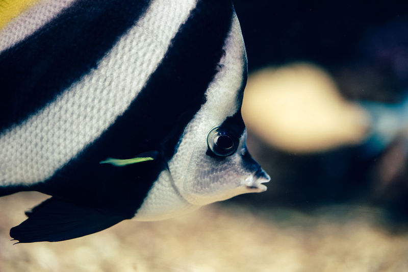 Close-up of butterflyfish swimming in tank at aquarium