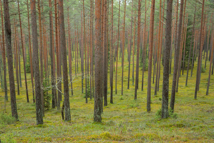 Pine trees in forest
