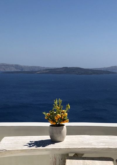 Potted plant on table against seascape