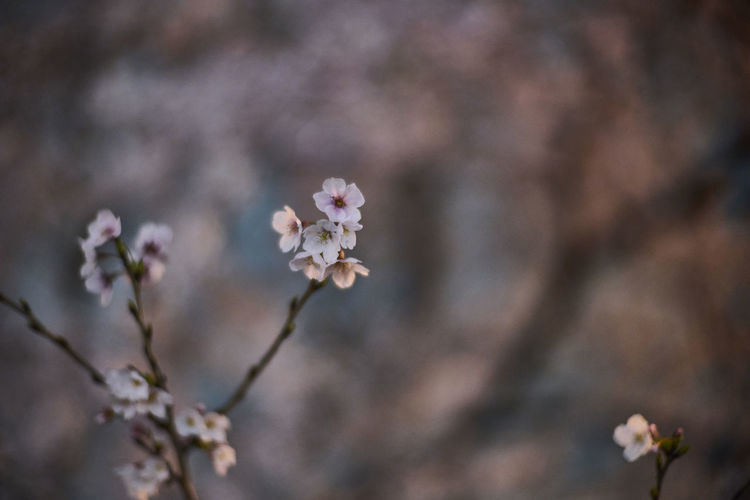 Close-up of purple flowering plant