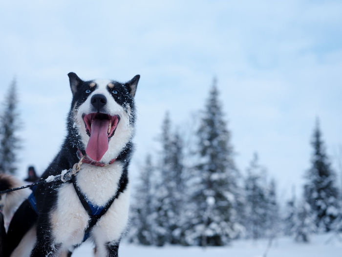 Portrait of dog on snow covered landscape