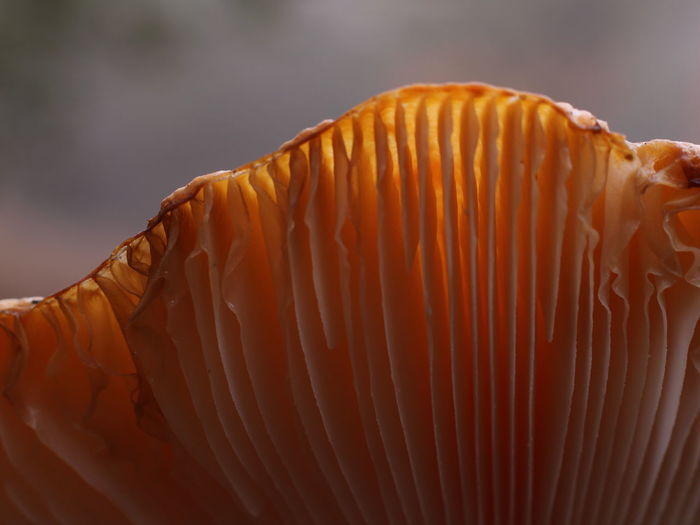 Close-up of orange mushroom