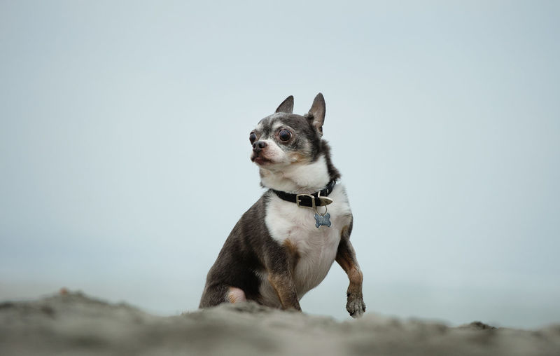 Dog on beach against clear sky