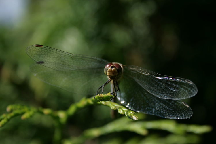 Close-up of dragonfly on leaf