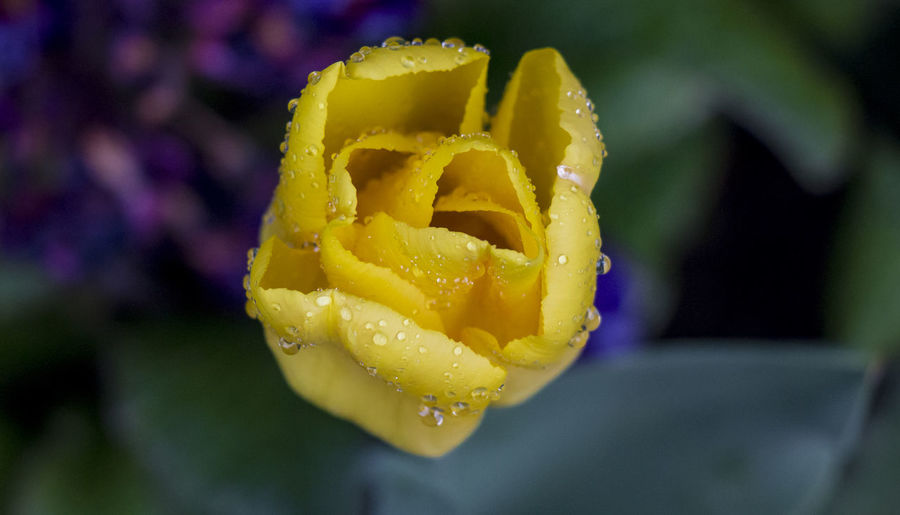Close-up of wet yellow rose flower