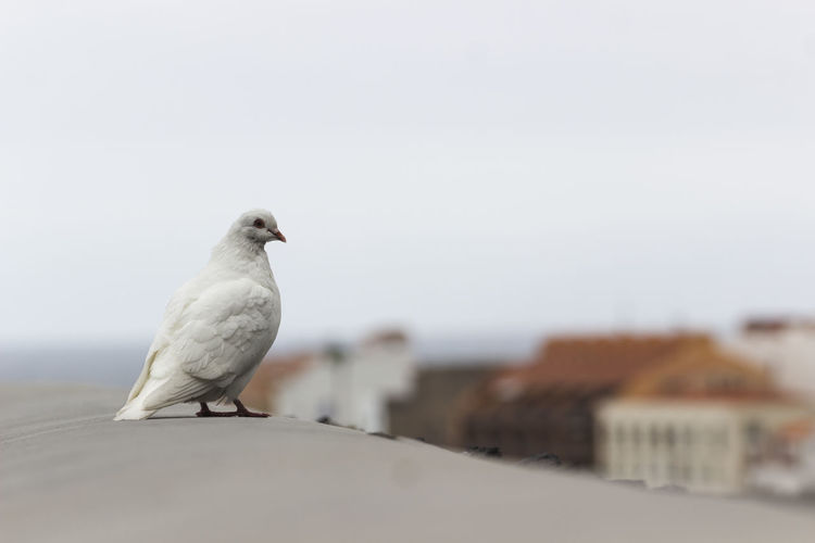 Close-up of bird perching on roof against sky