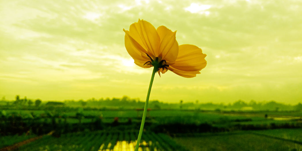 Close-up of yellow flower on land against sky