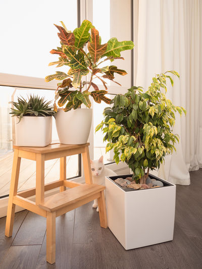 Potted plant on table at home