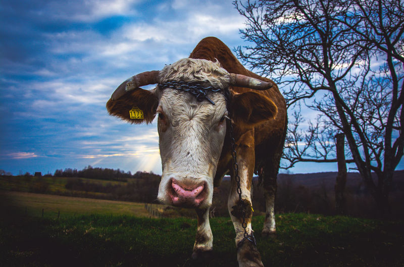 Portrait of cow standing on field against sky