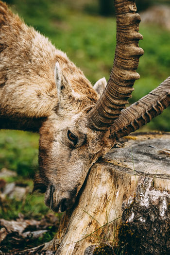 Close-up of ibex in the wild
