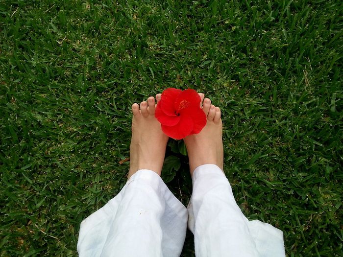 Low section of woman holding red hibiscus with leg on grass