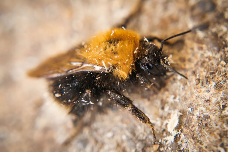 Close-up of bee