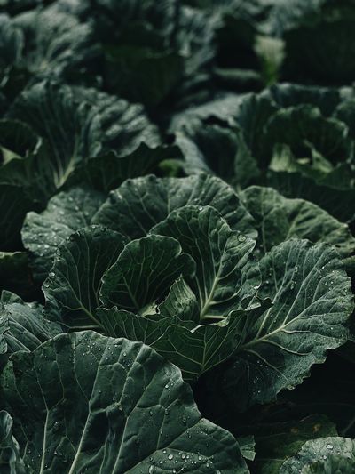 Full frame shot of fresh green cabbage leaves with drop of water