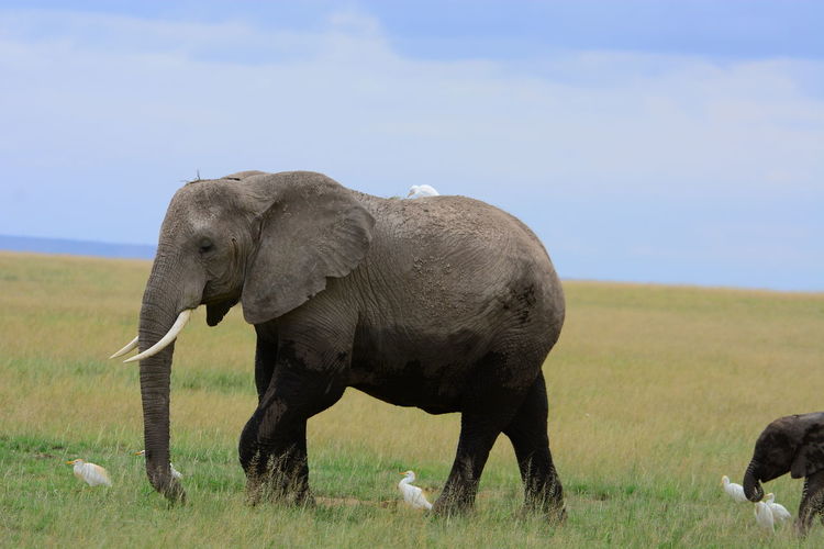 View of elephant with calf and cranes