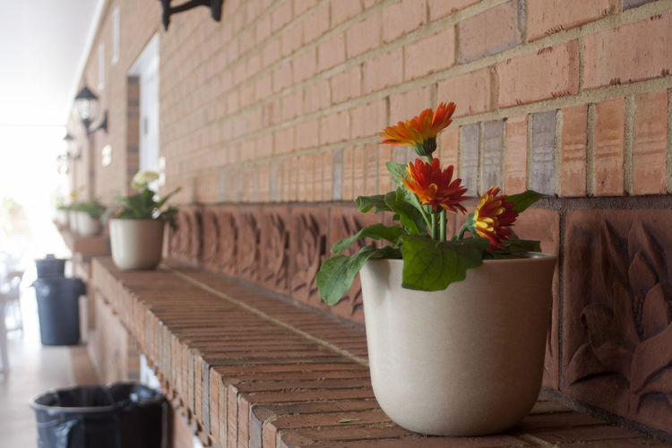 Flower pot on table against wall