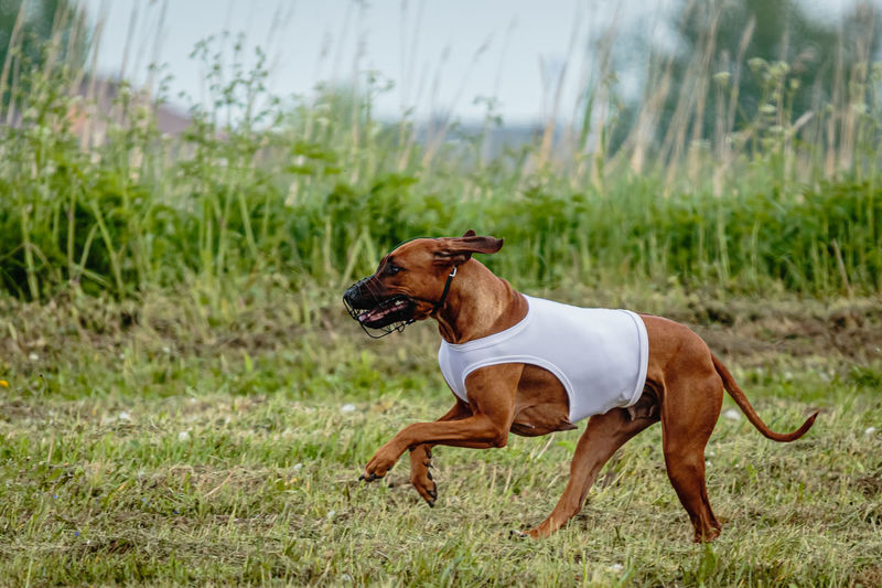 Rhodesian ridgeback dog in white shirt running in green field and chasing lure at full speed