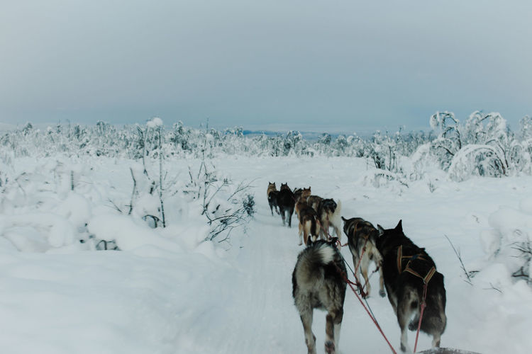Siberian huskies walking on snow covered field against sky
