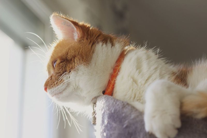 Close-up of cat