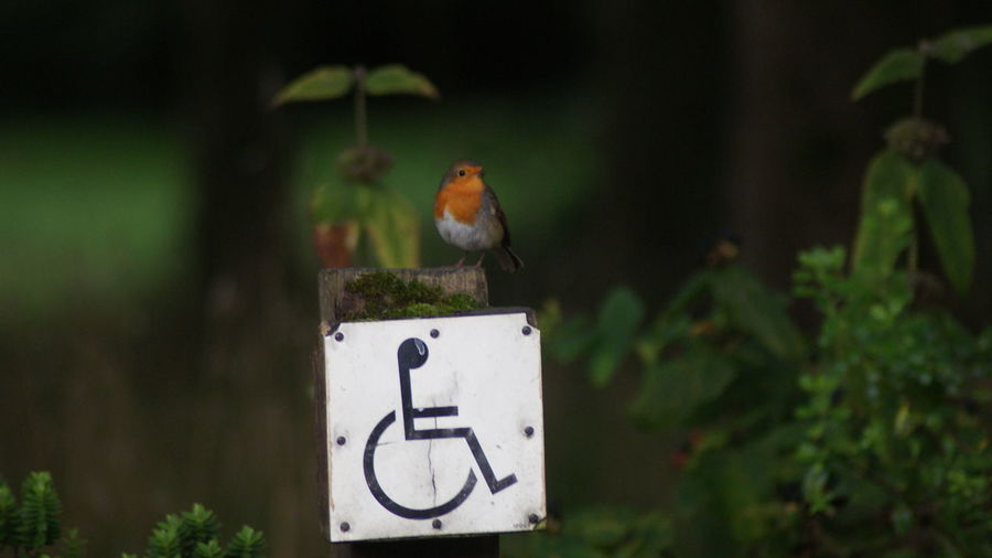 Robin perching on a sign