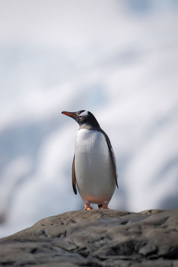 Gentoo penguin stands on rock lifting beak