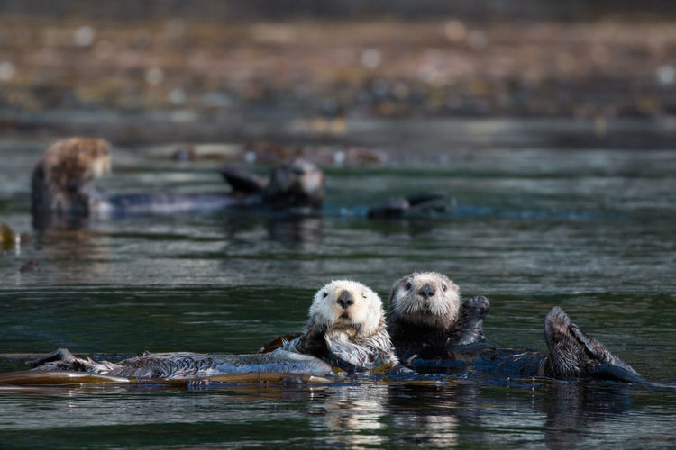 Animals in the wild