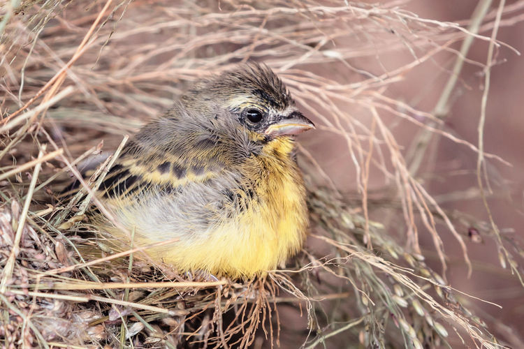 Close-up of bird in nest