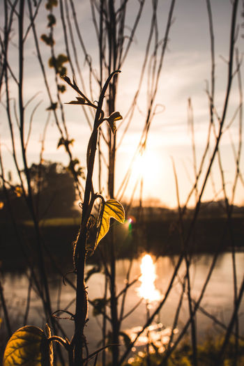 Silhouette plant by lake against sky during sunset