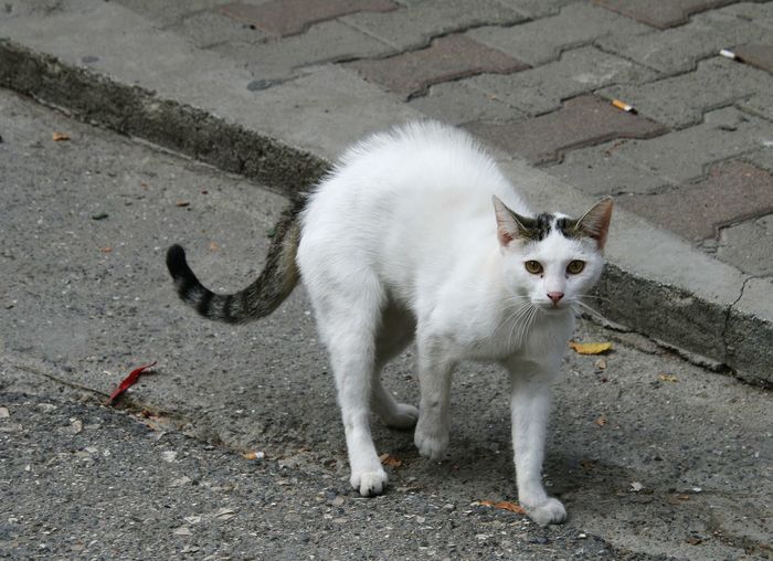 Angry cat sitting on street with a hump