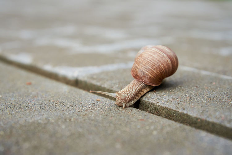 Burgundi snail gliding on the asphalt