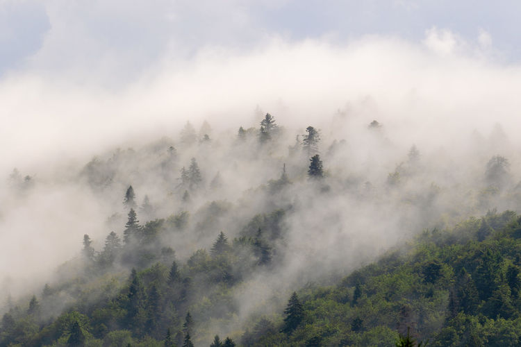Coniferous forest in fog, plitvice lakes national park, croatia