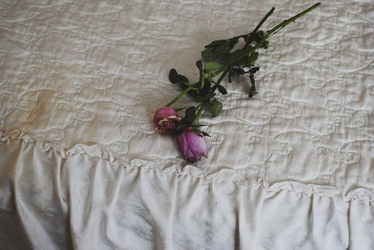 High angle view of roses on bed