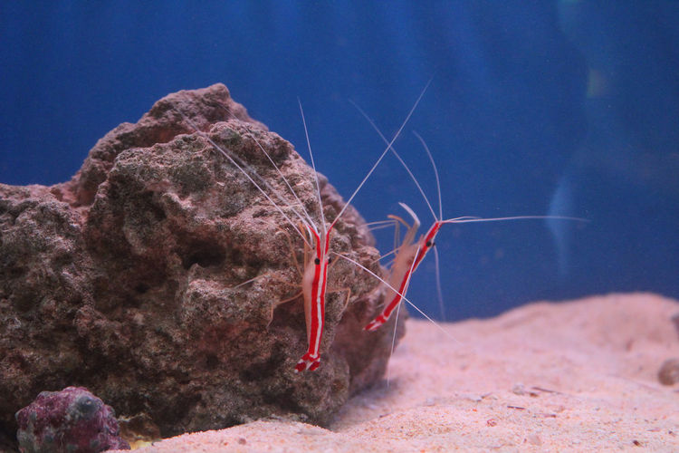 Shrimps in a marine fish tank 