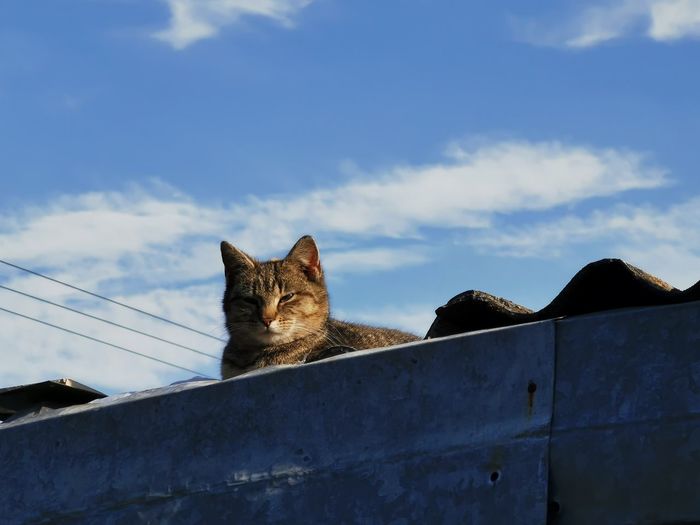 Low angle view portrait of cat against sky