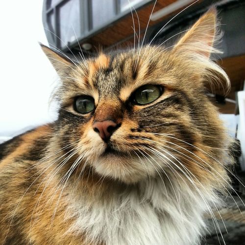 Close-up portrait of cat