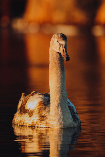 Swan in golden hour