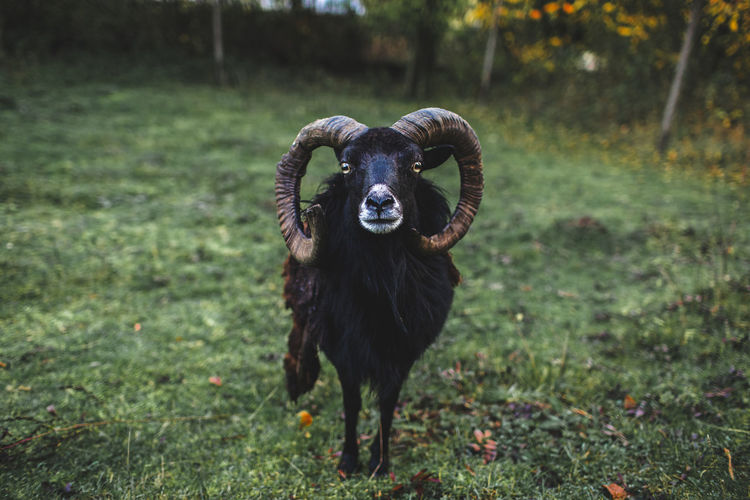 Portrait of a mufflon on field