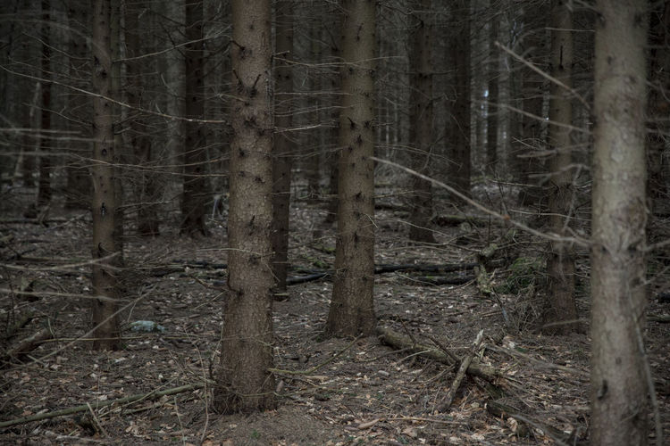 Full frame shot of trees in forest