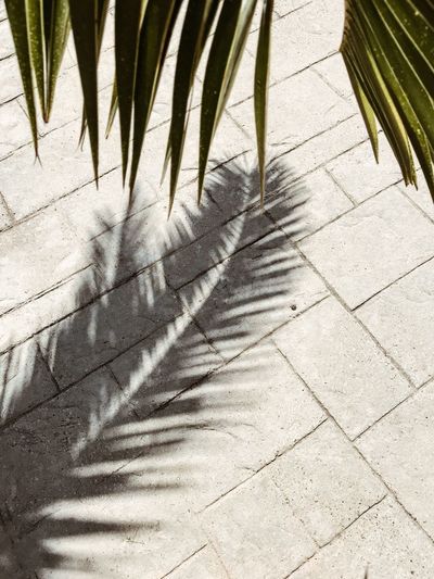 High angle view of palm trees shadow on footpath