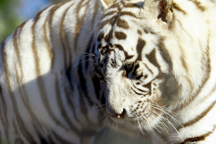 Close-up of white tiger