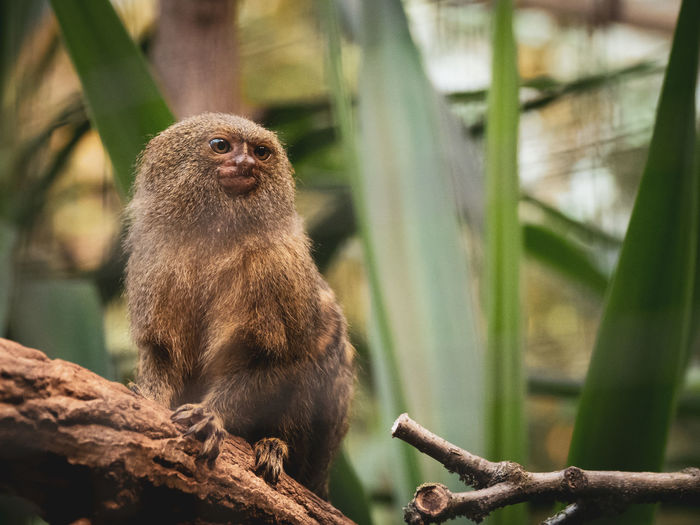 Pygmy marmoset sits on a branch and looks curiously to the side