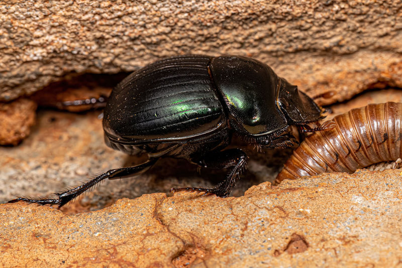 Close-up of insect