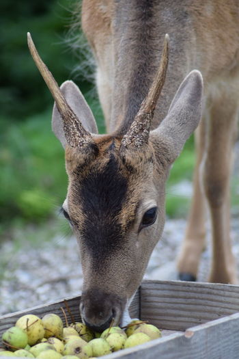 Close-up of deer eating fruit